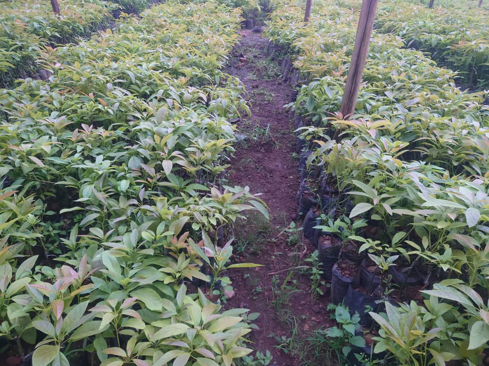 Nursery Location