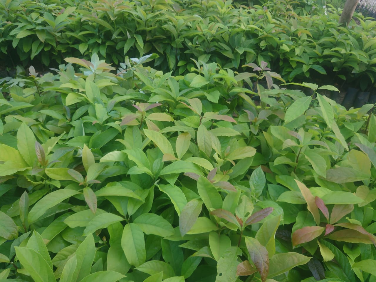 TERA LTD Nursery