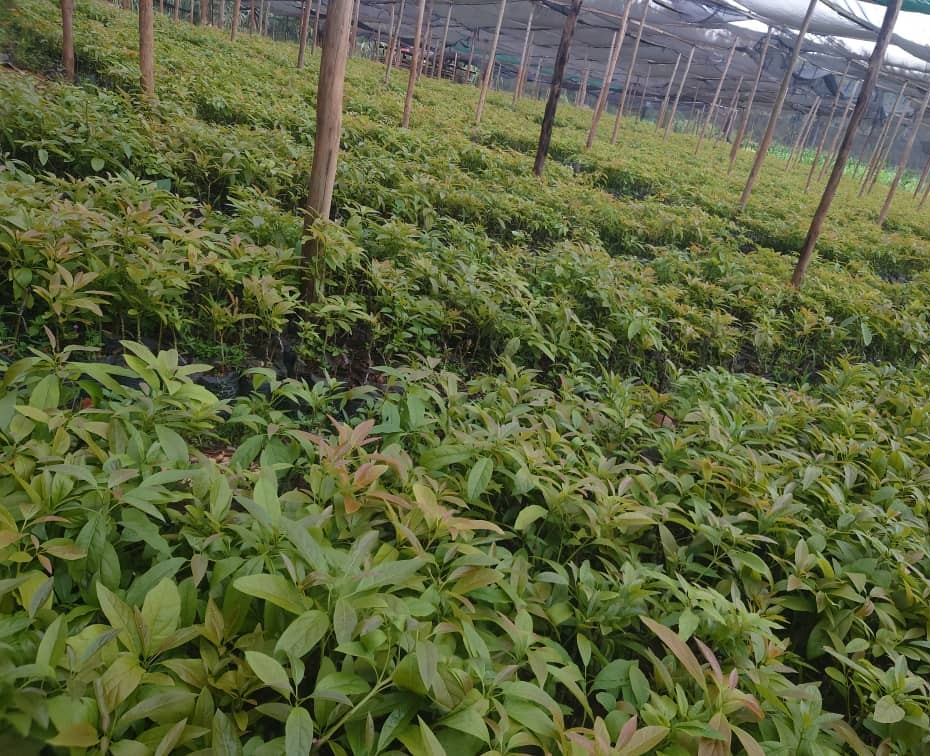 TERA Nursery