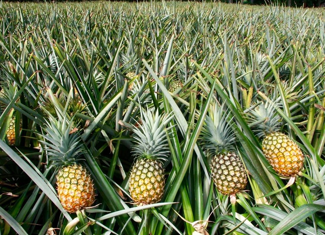 Uwimana Green Farms