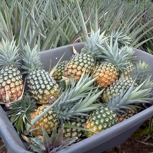 Uwimana Green Farms - Image 2