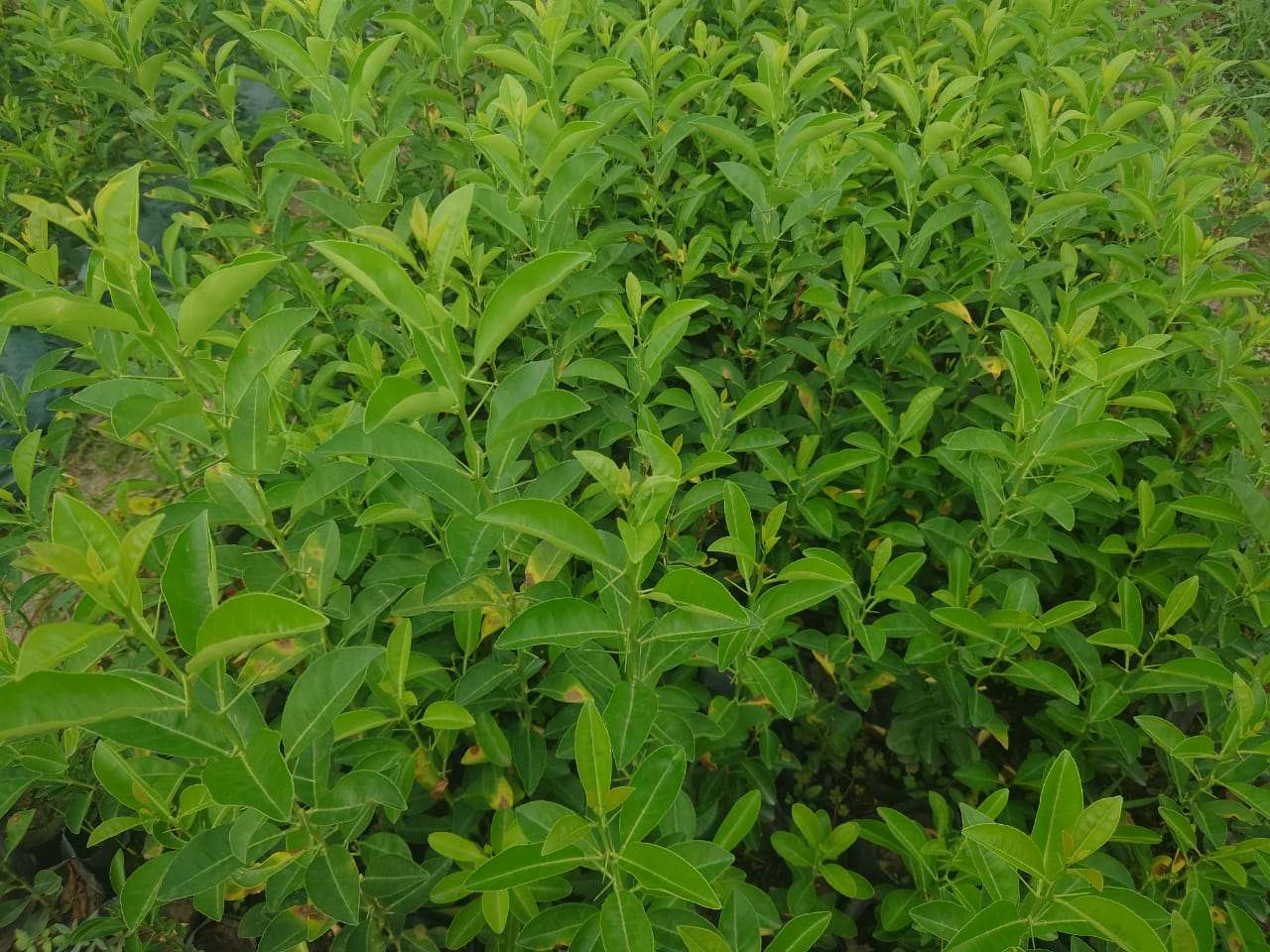 Citrus Seedlings