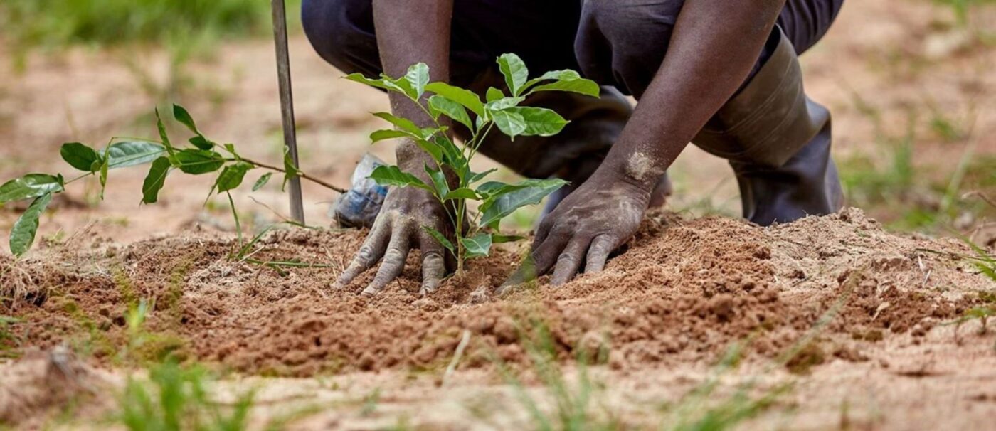 Tree planting