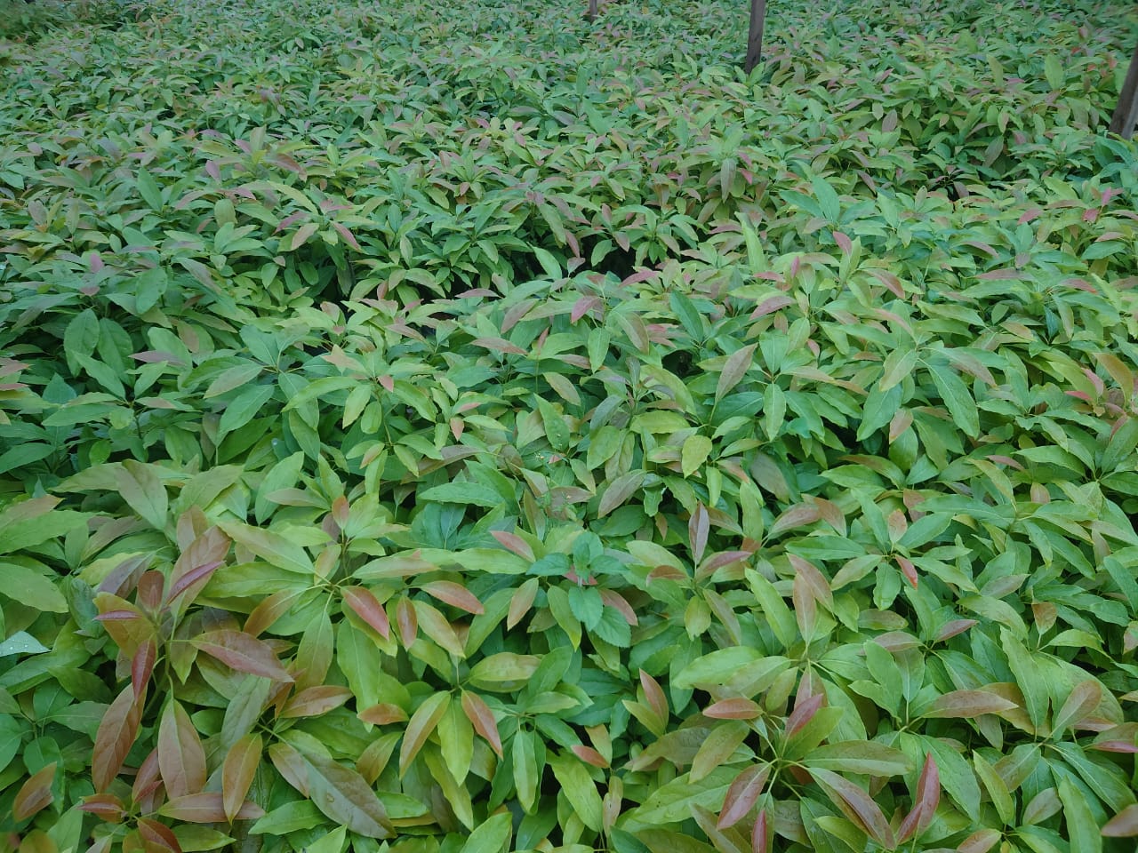Hass Avocado Seedlings: A Smart Investment for Sustainable Farming in Rwanda